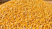 Russian yellow corn maize bulk