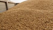 Russian feed barley bulk