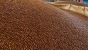 Russian flax seed bulk