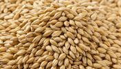 Russian malting barley bulk