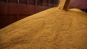Russian soybean meal bulk