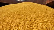 Russian soybeans bulk