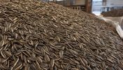 Russian sunflower seed bulk