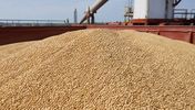 Russian feed wheat 10.5%