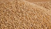 Russian milling wheat 11.5%