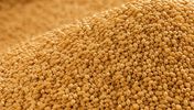 Russian milling wheat 12.5%