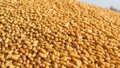 Russian milling wheat 13.5%