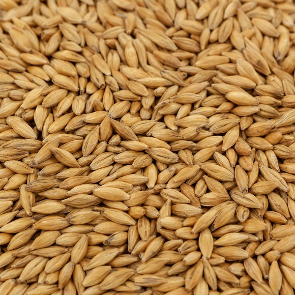 Feed barley — bulk grain close-up