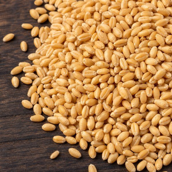 Milling wheat 12.5% — bulk grain close-up
